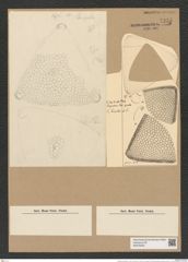 Triceratium grundleri A. Schm. (de-Toni-Nr.: Genus 140, Species 3727) Zeichnungen Sammlung Grunow Nr. 7235 (NHMW-BOT-W0376230)